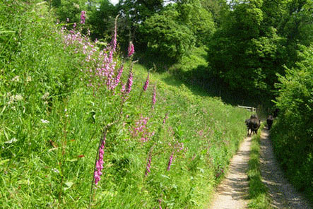 A lovely fieldwith wild orchids